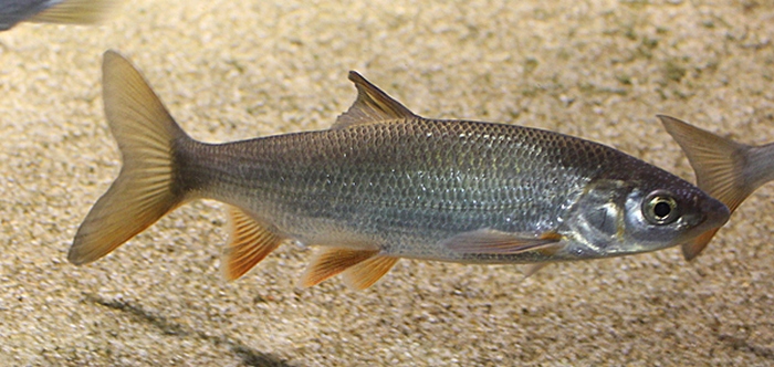 Squalius squalus (Bonaparte, 1837)